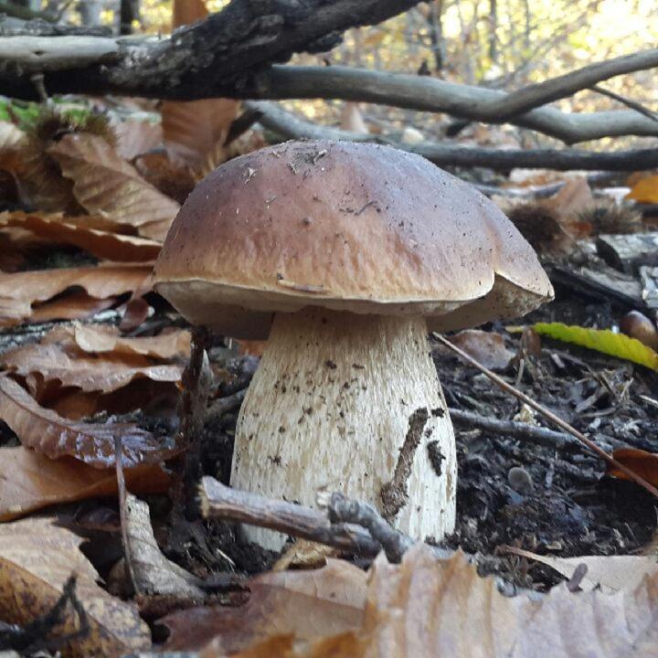 Le Mercou En Cevennes Saint-Martin-de-Boubaux Exteriér fotografie